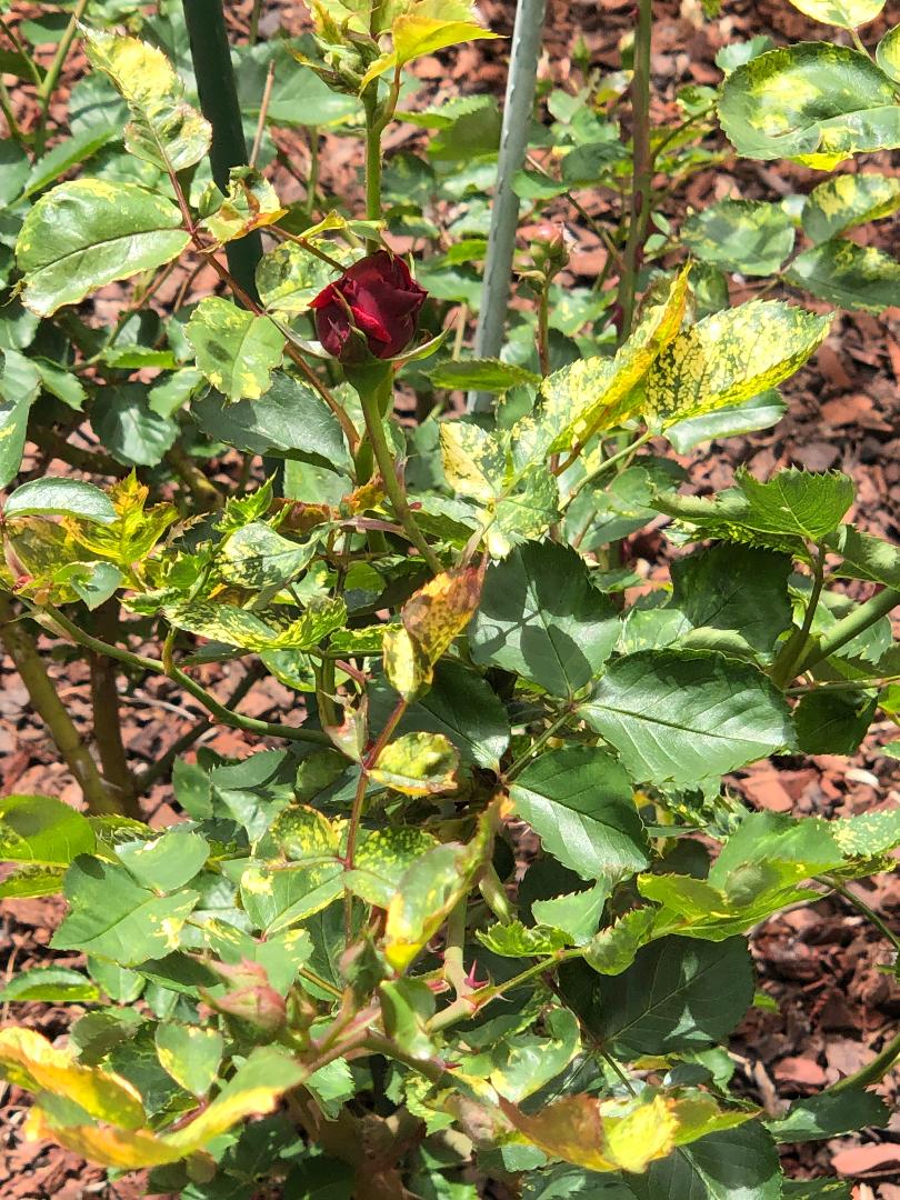 Rose mosaic virus Walter Reeves The Gardener