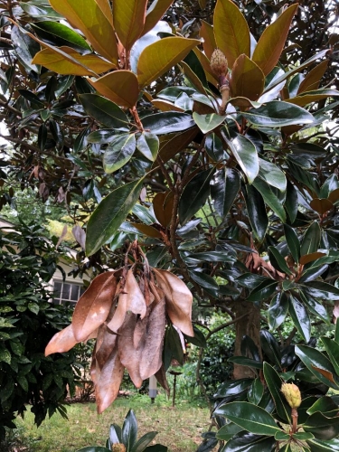 | Walter Reeves: The Georgia Gardener