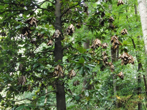 | Walter Reeves: The Georgia Gardener