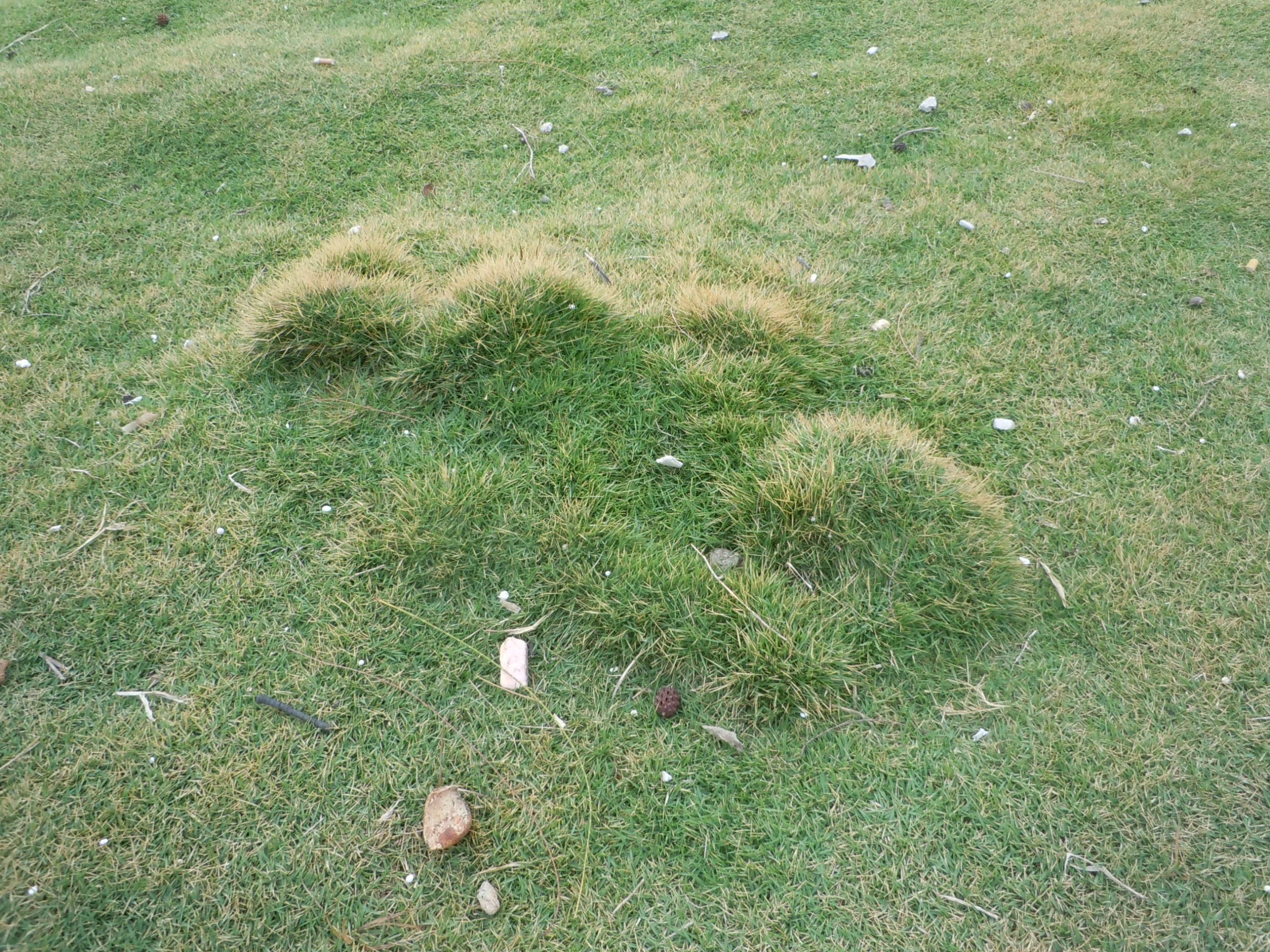 What happens if I don't mow Emerald zoysia? Walter Reeves The