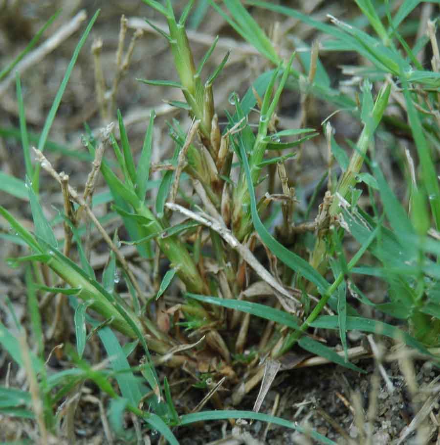 image | Walter Reeves: The Georgia Gardener Bermuda broom (11)