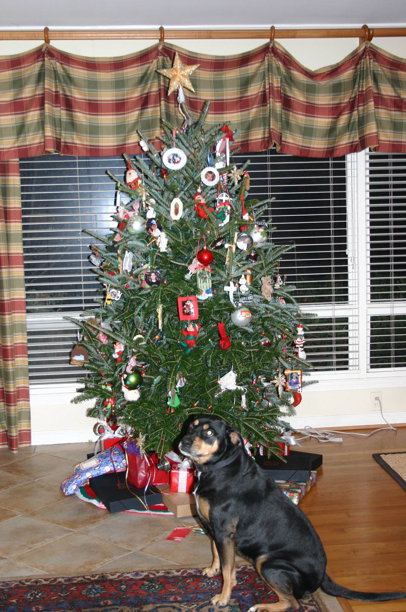 even dogs enjoy Christmas!