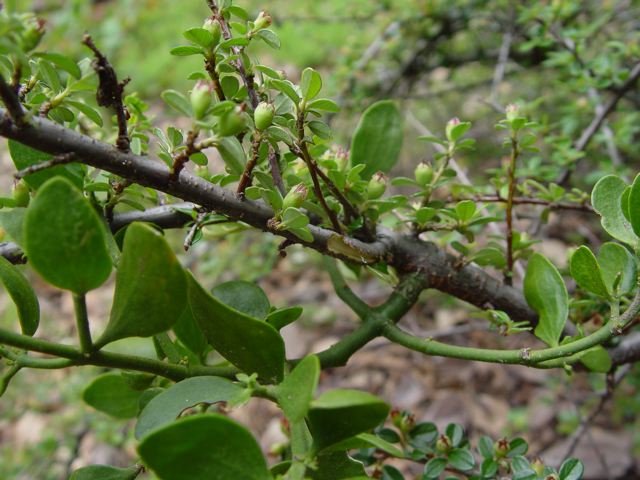mistletoe in cotoneaster