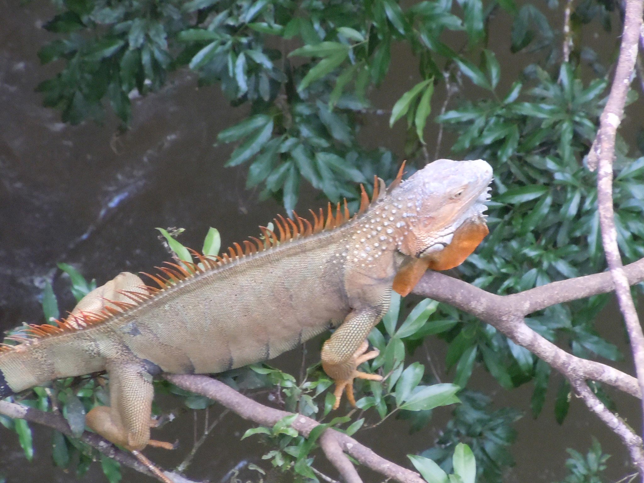 harmless iguana resting in a tree