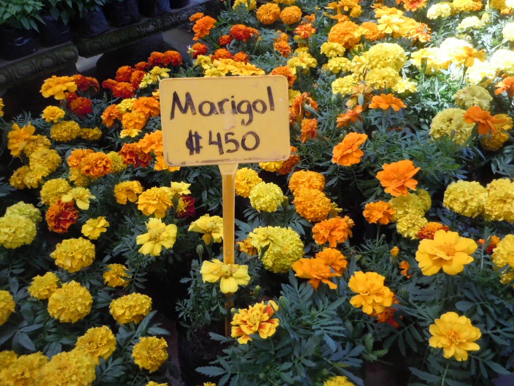 marigolds for sale at a nursery (and only $.90 per pot!)