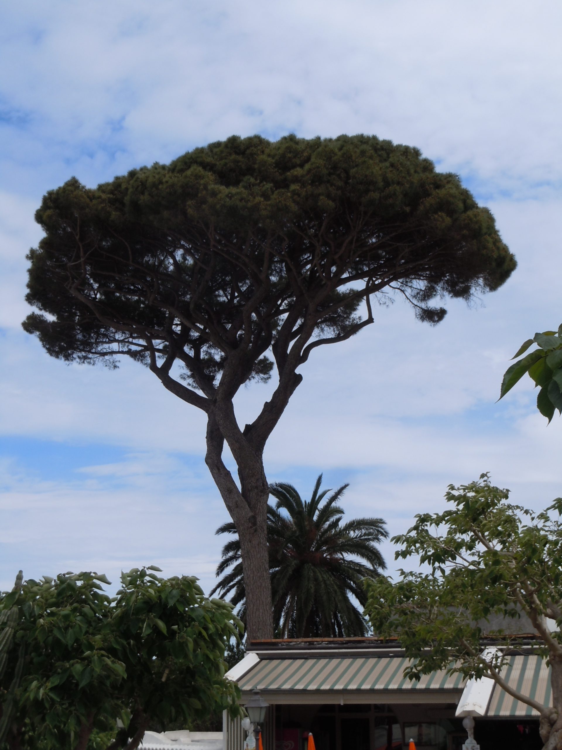 umbrella pine, the source of pine nuts