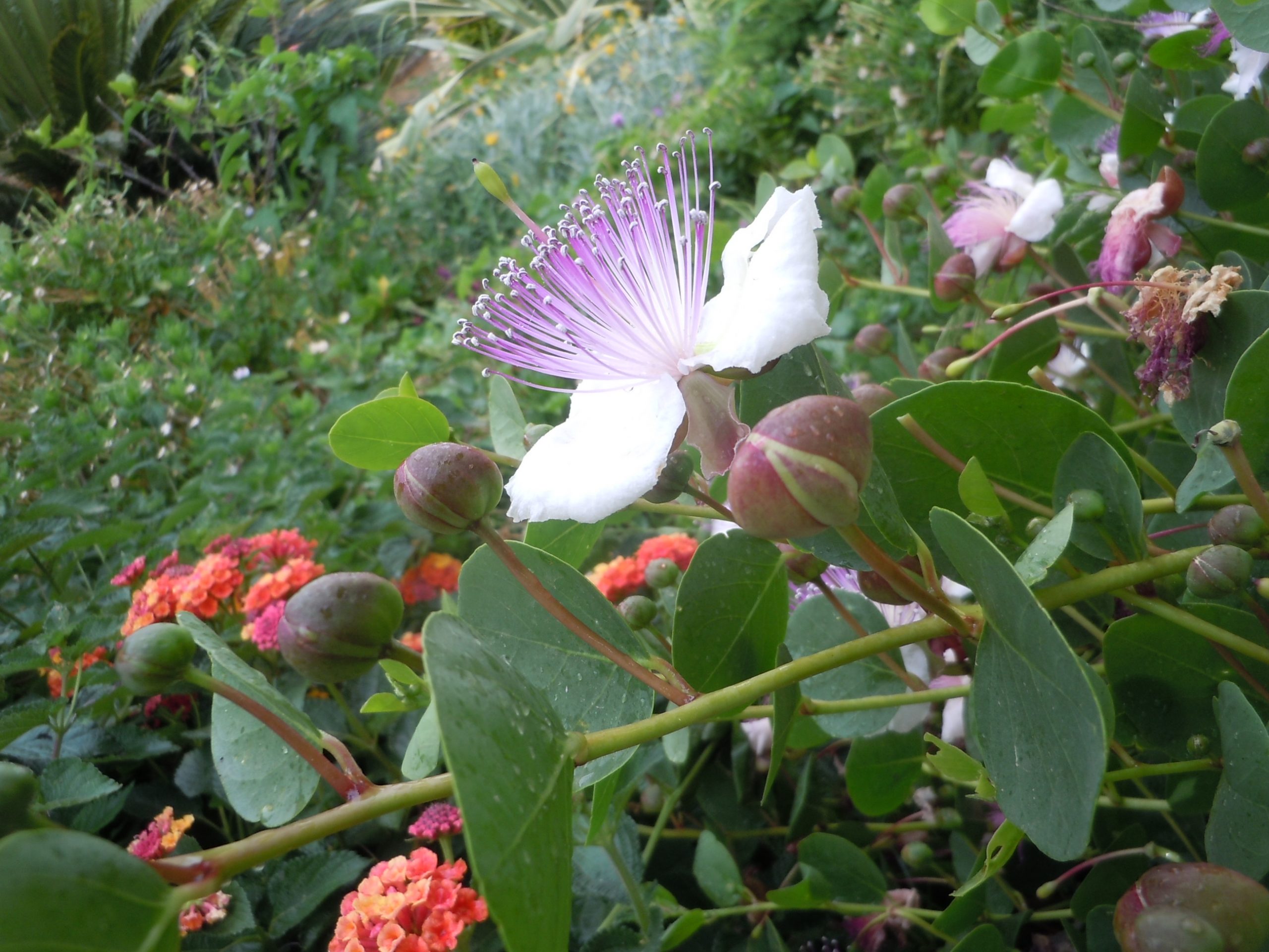 a caper flower. The flower buds are pickled to make the capers used in cooking