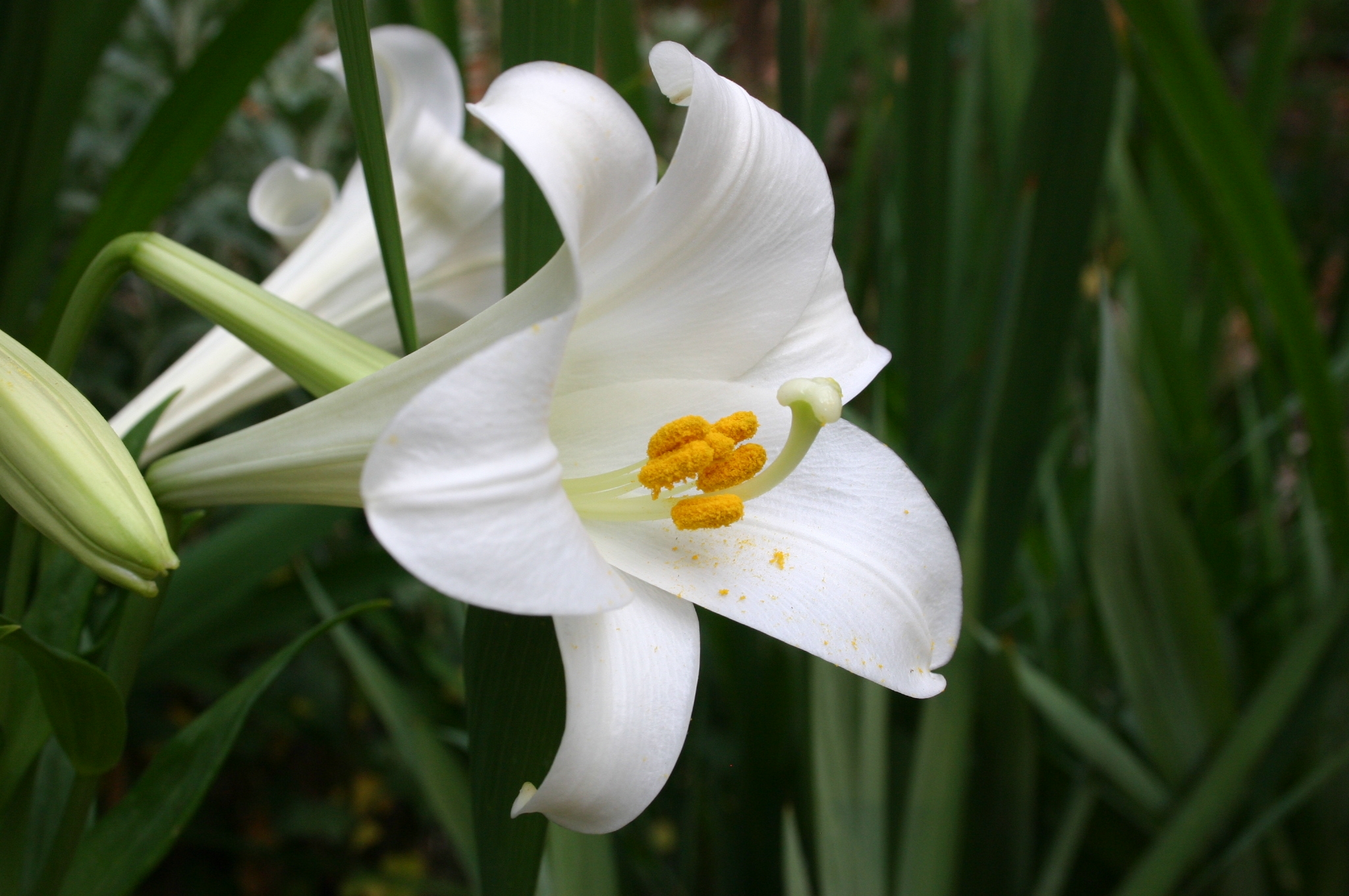 Easter lily 1