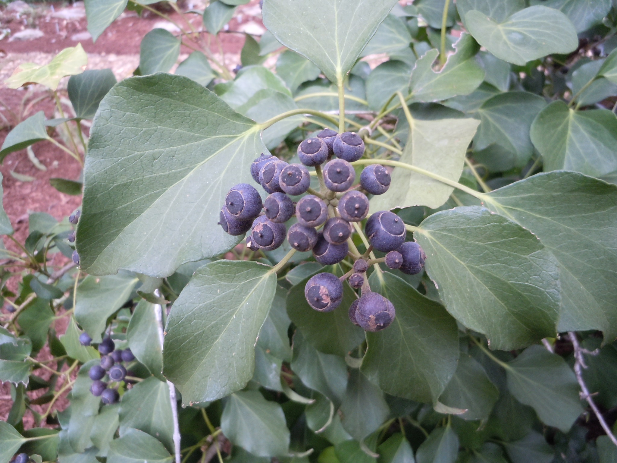 English ivy berries 2