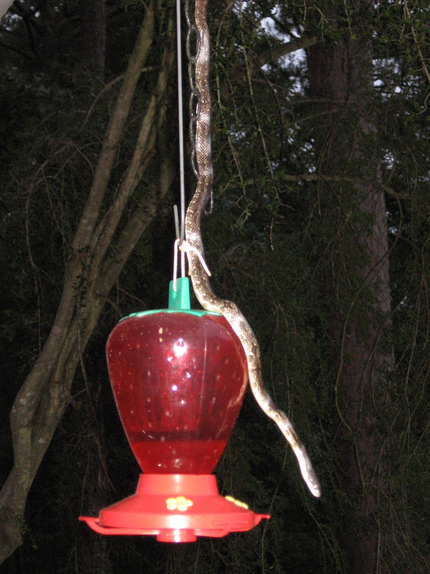 snake on hummingbird feeder