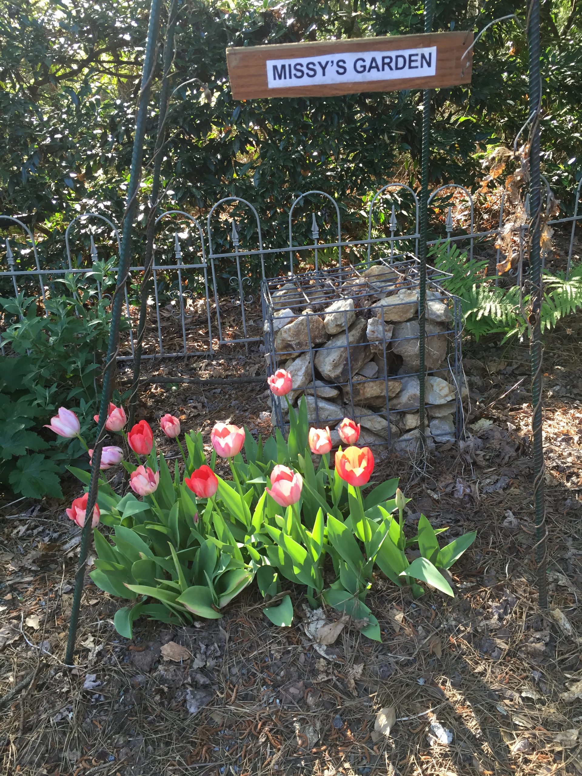 tulips planted early March, seen in mid-April