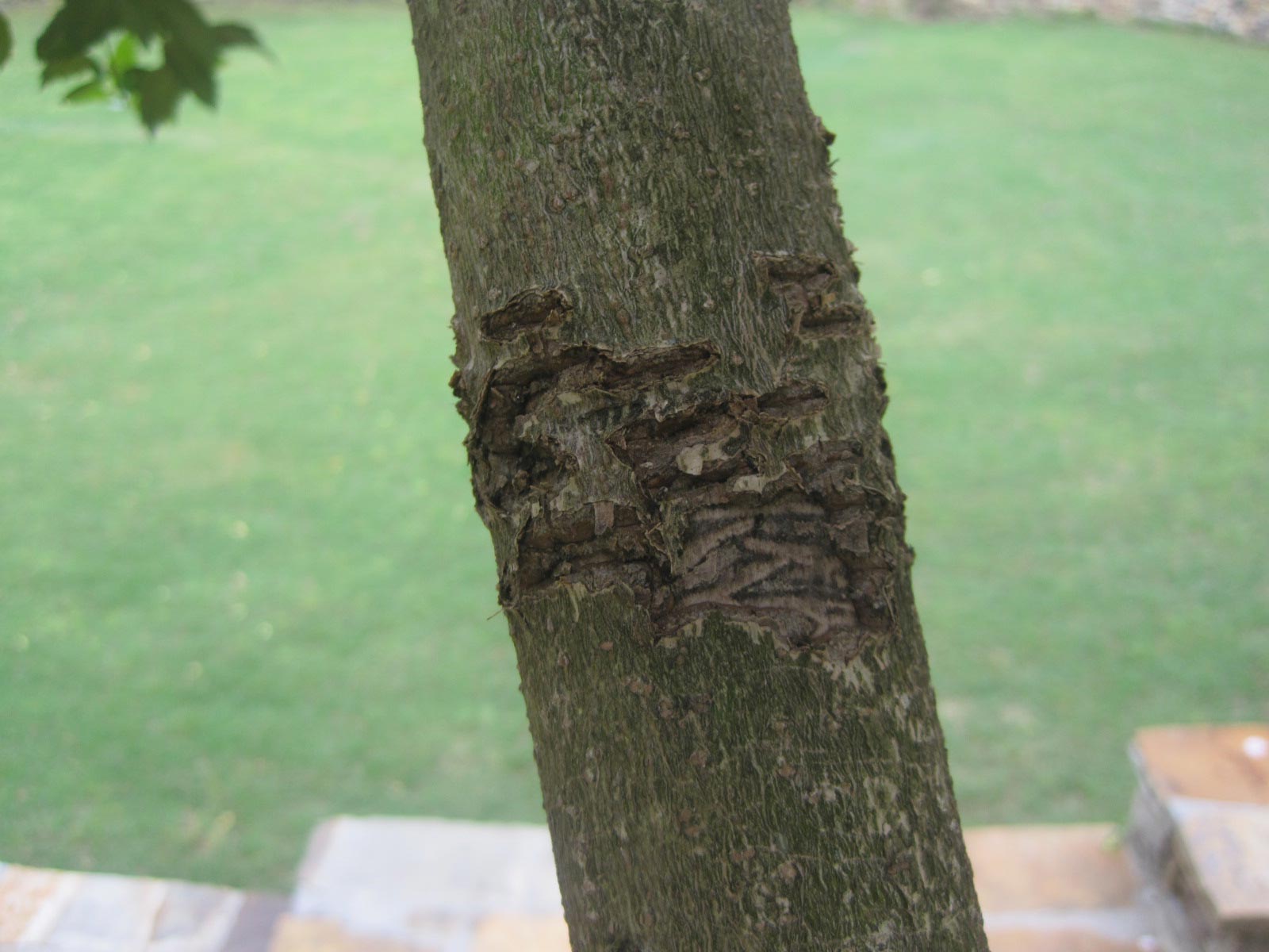 European hornet damage