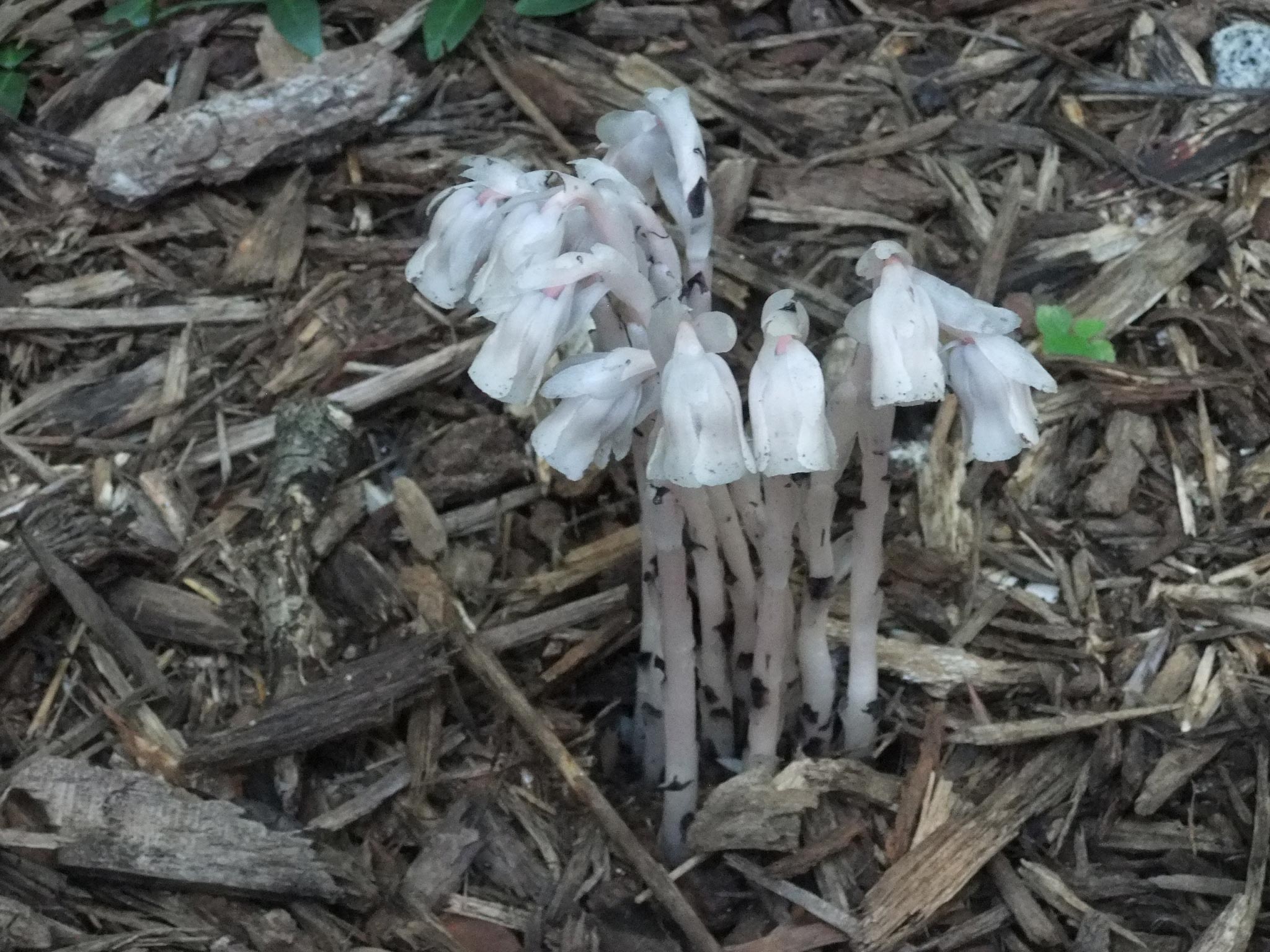 Indian pipe Marston Brown