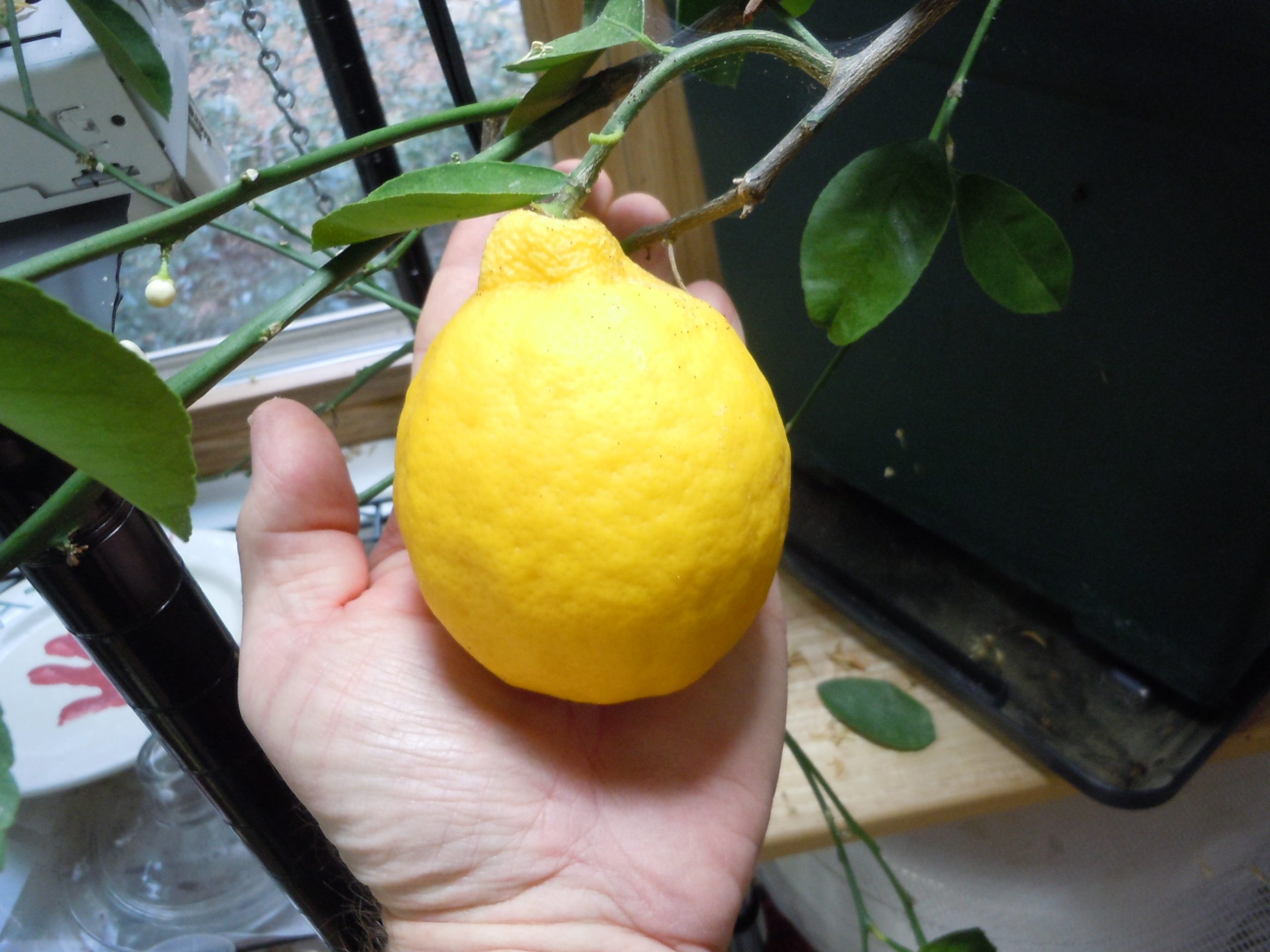 meyer-lemon-2