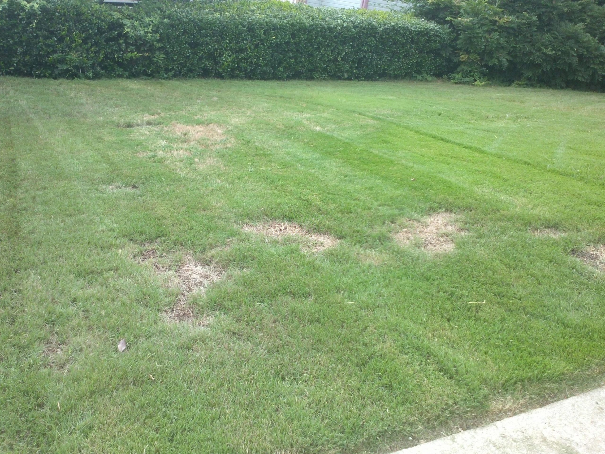 Pramitol damage to lawn