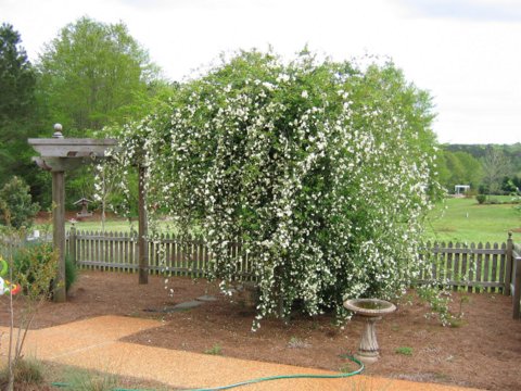 Arbor with Lady Banks rose April 2005