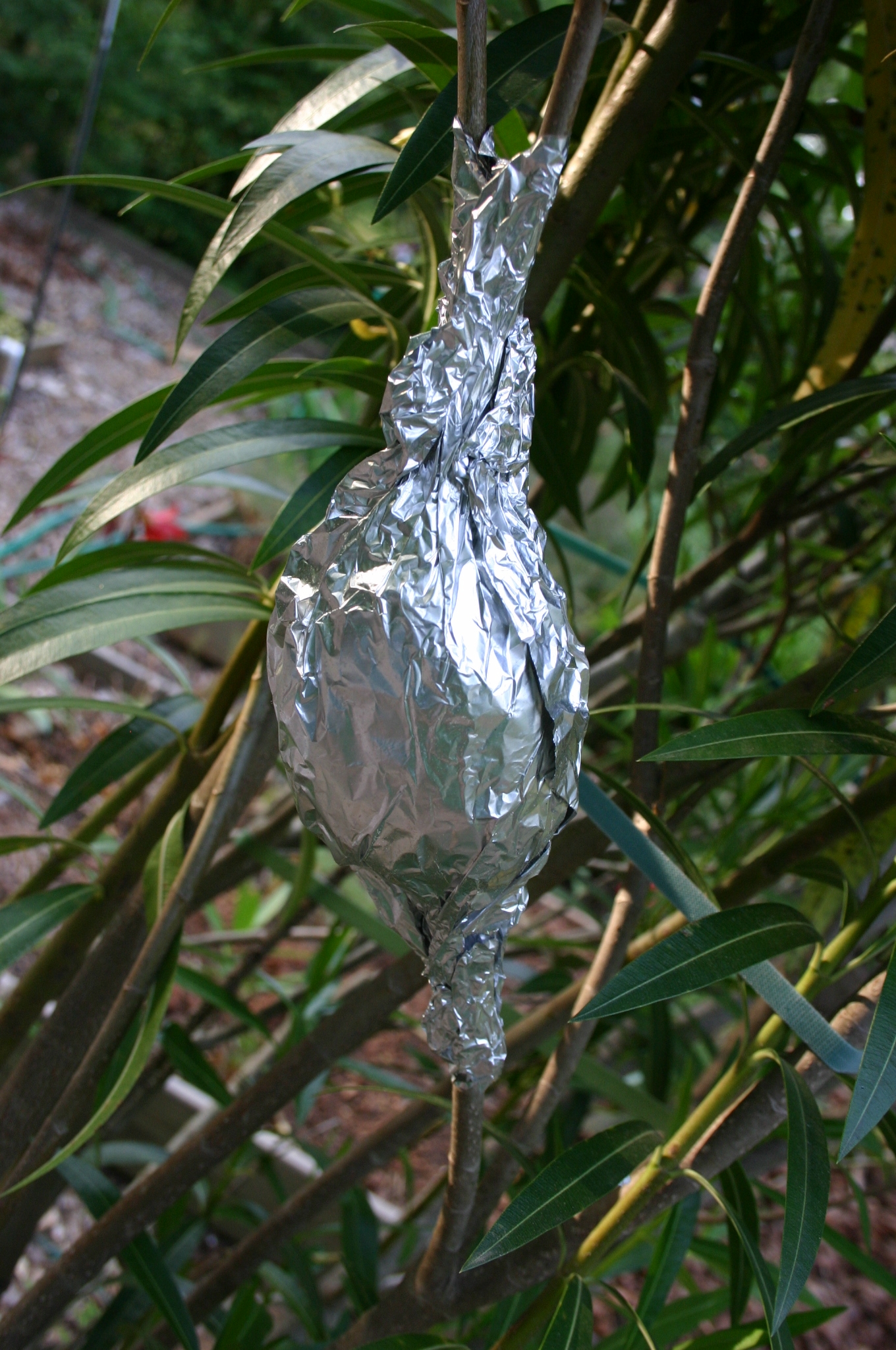 air layering oleander