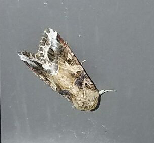 armyworm moth (about 1" long)