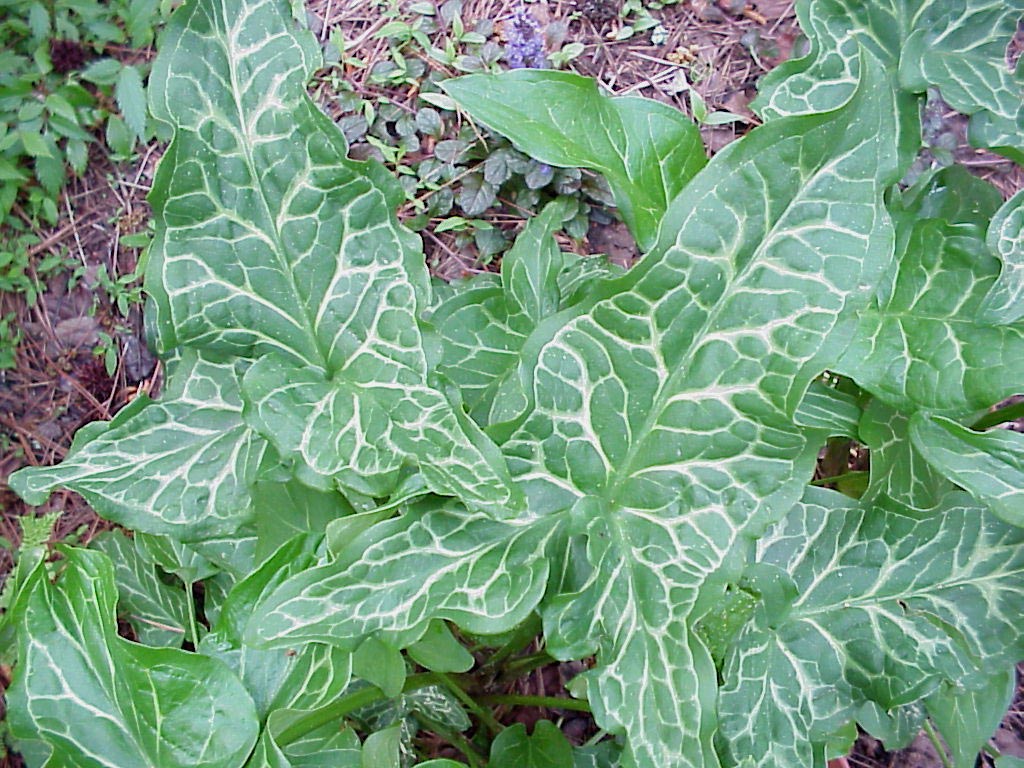 arum leaves