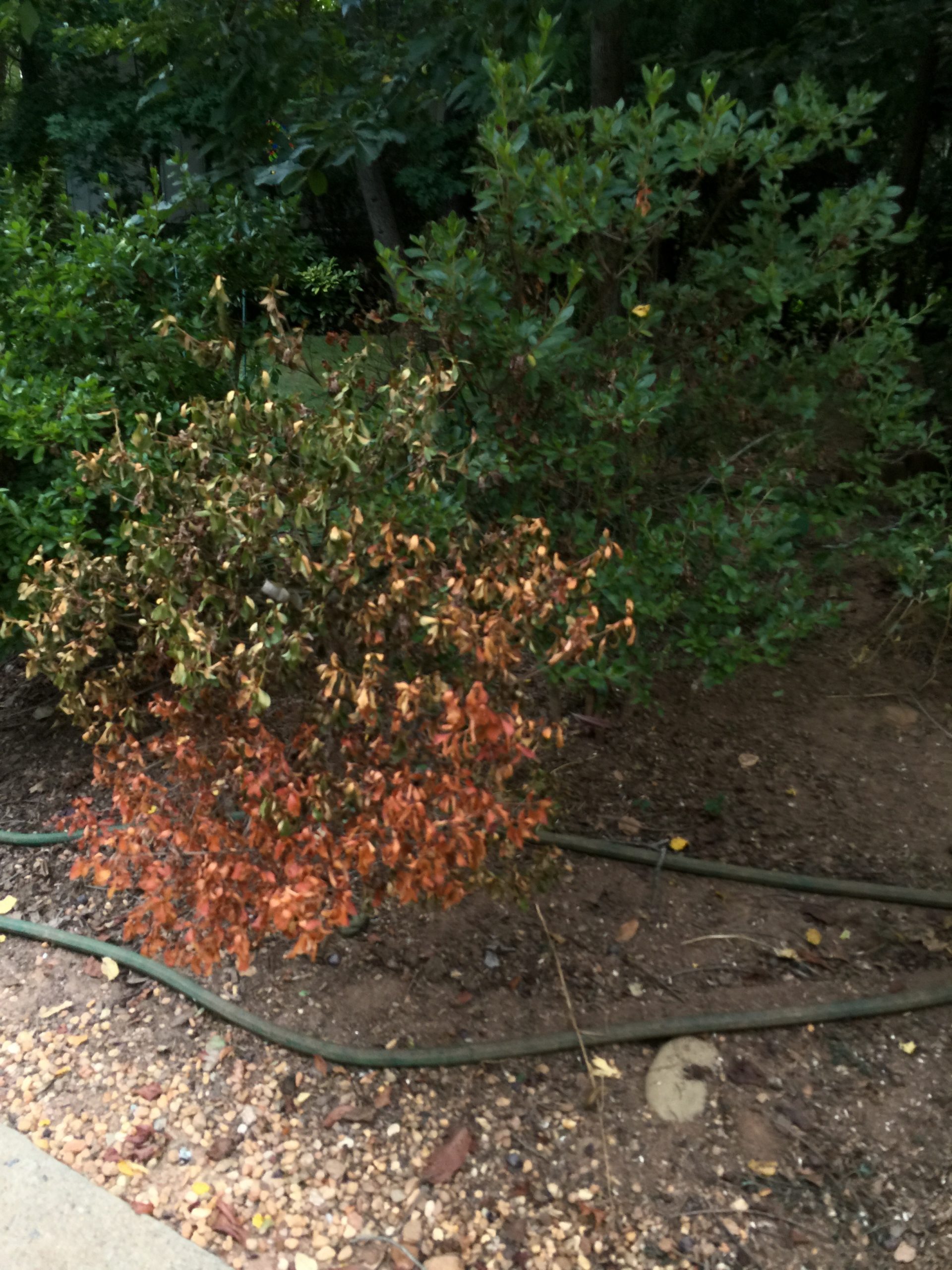 azalea drought damage 1
