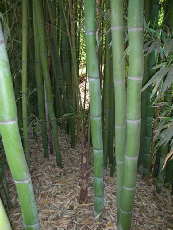 backyard bamboo