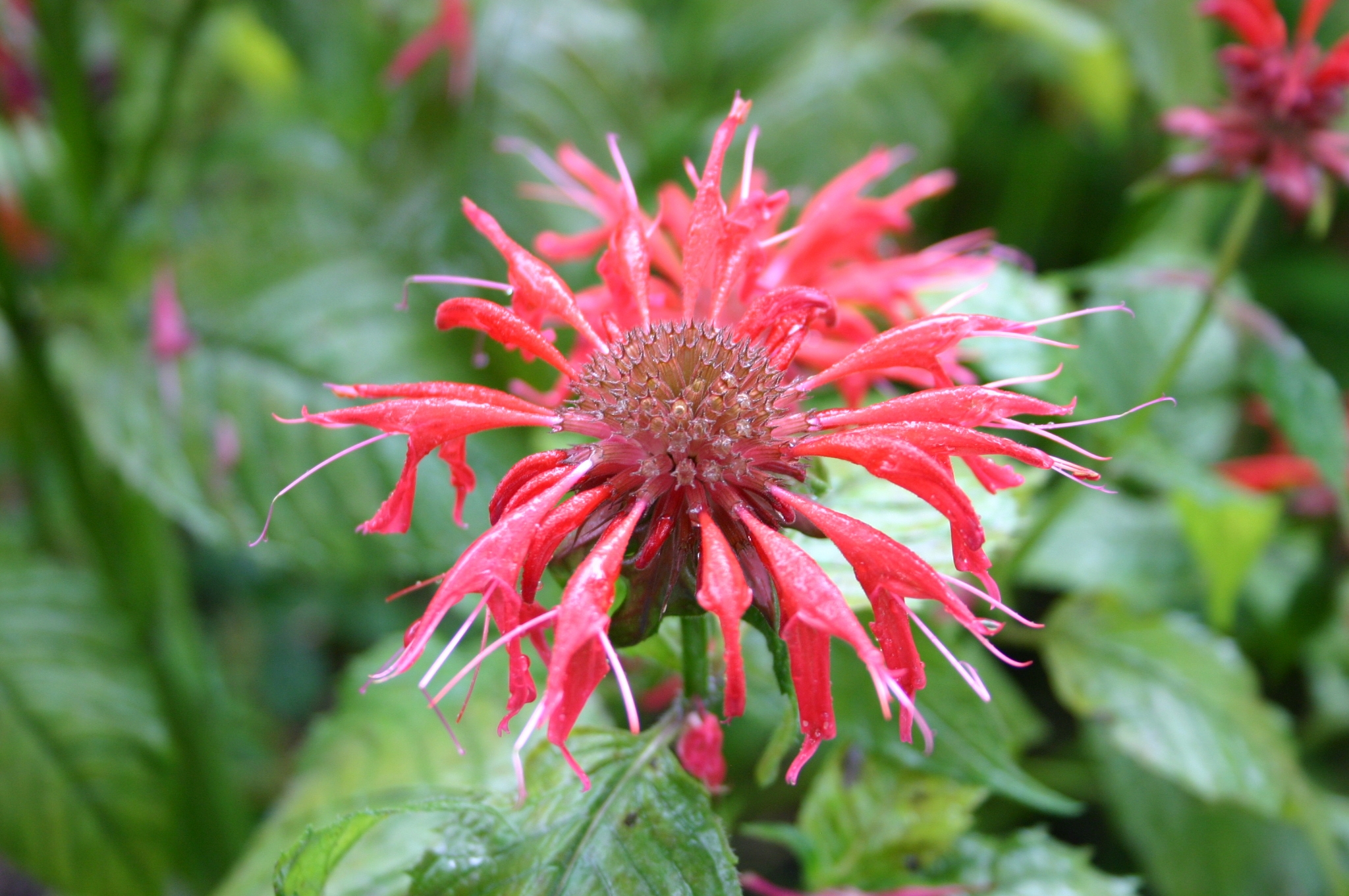 bee balm red
