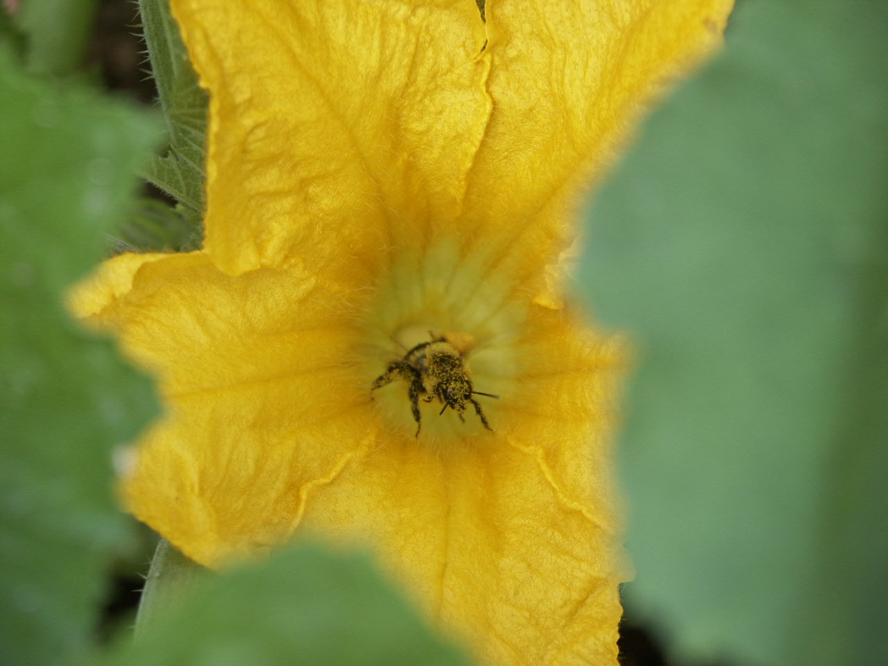 bee in squash pollen