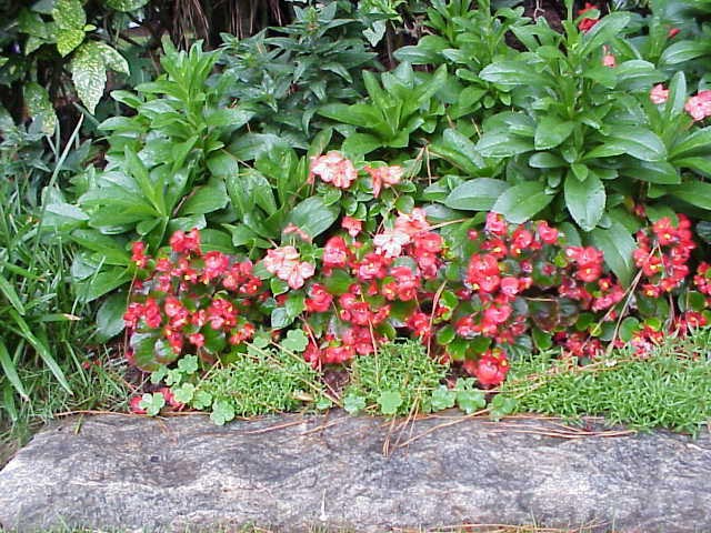 begonia is a good substitute for impatiens