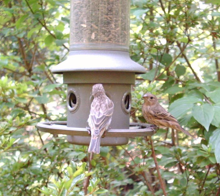 Eliminator bird feeder