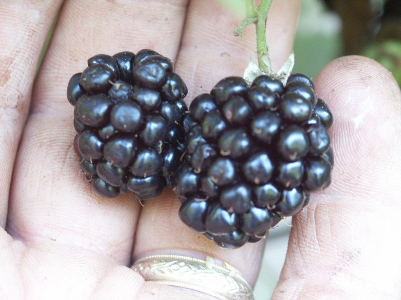 blackberry 'Kiowa' 2