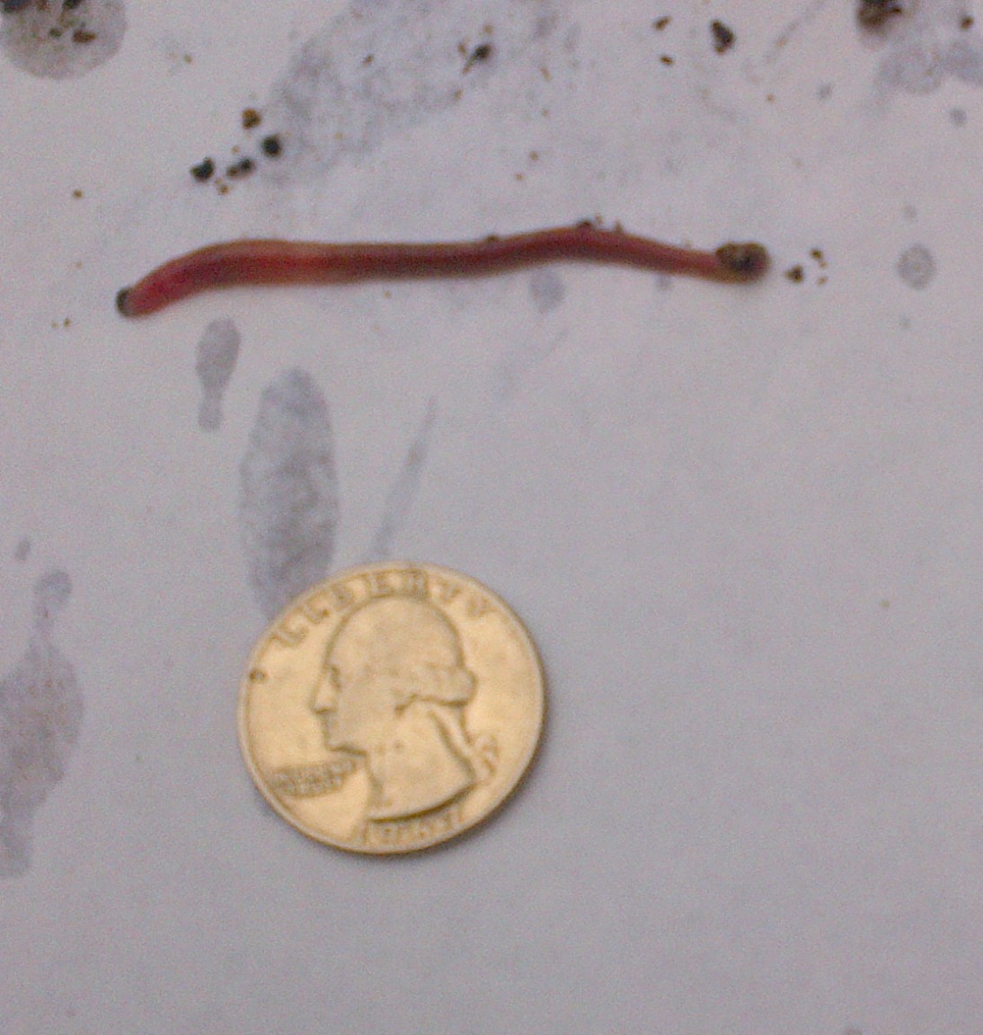 bloodworm 1