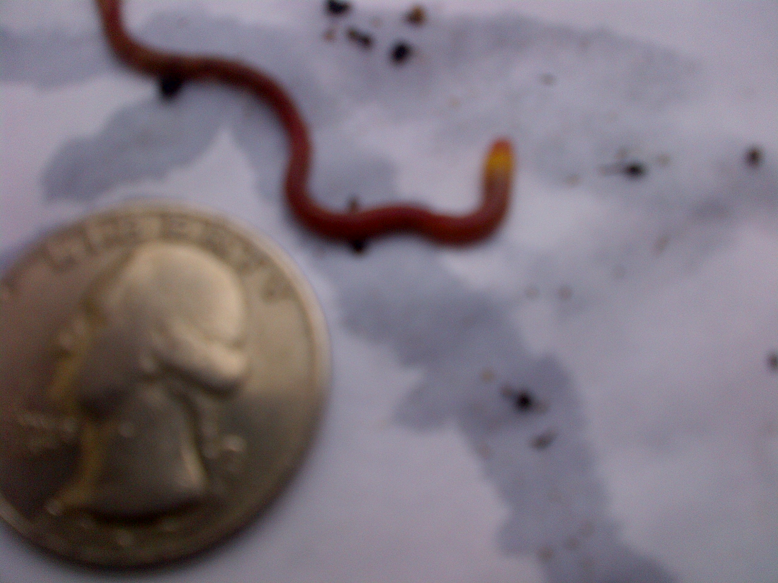bloodworm 2