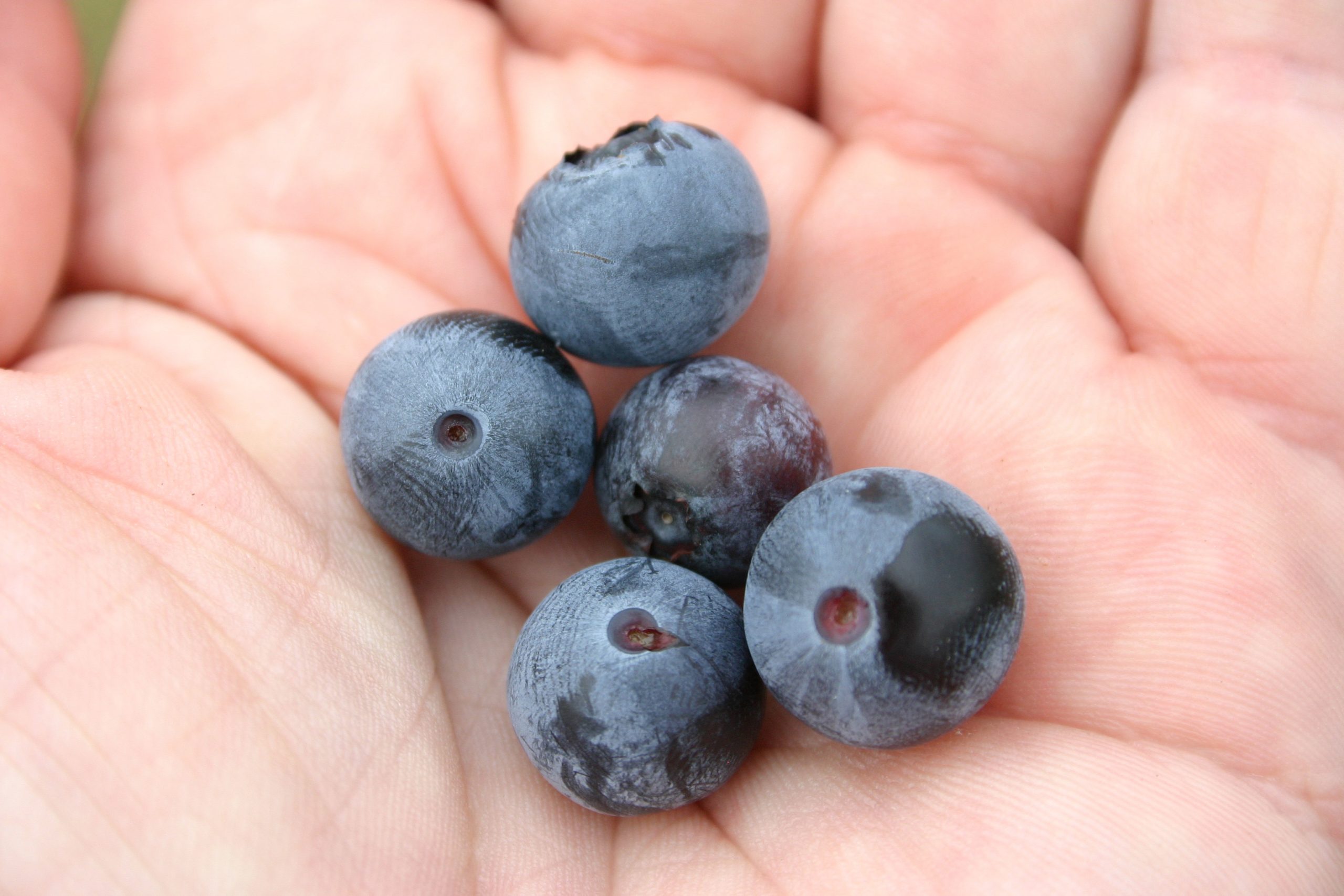 blueberries Ocklocknee