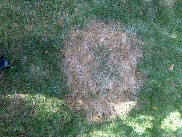 brown patch on fescue 1