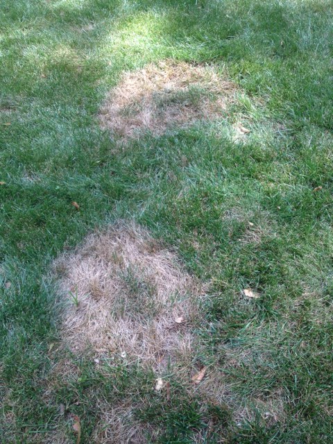 brown patch on fescue 2