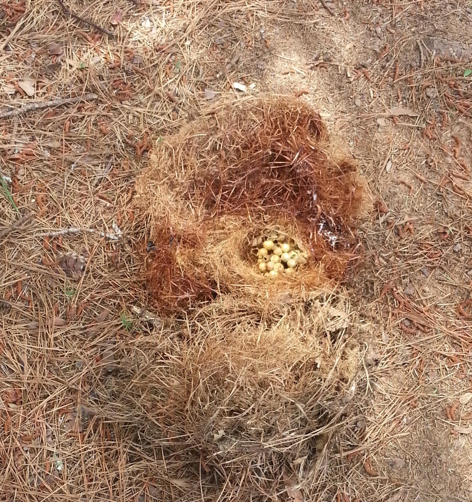 bumblebee nest