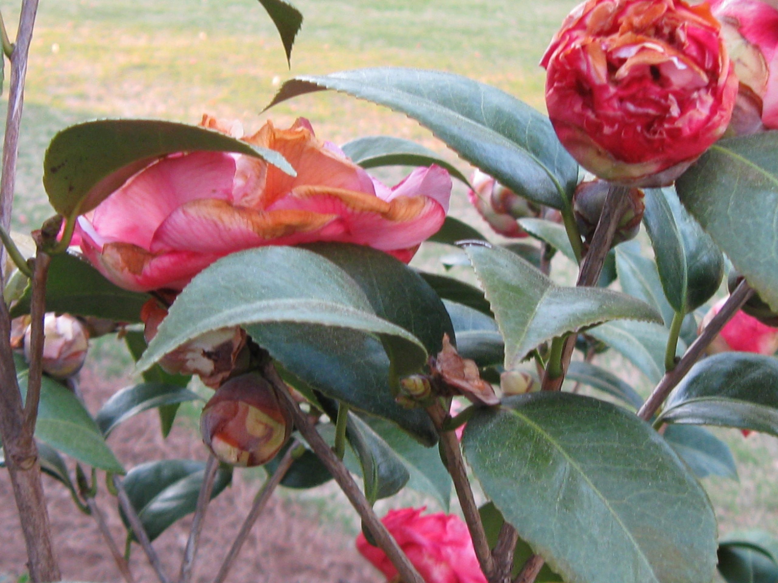 camellia cold injury