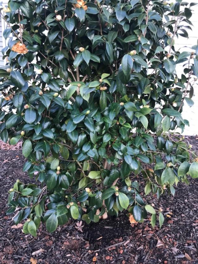 | Walter Reeves: The Georgia Gardener