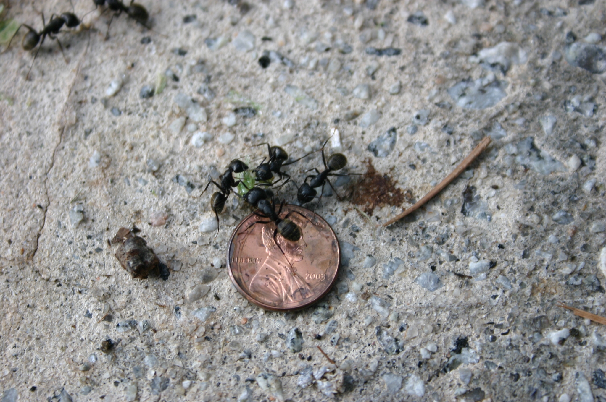 carpenter ants 3
