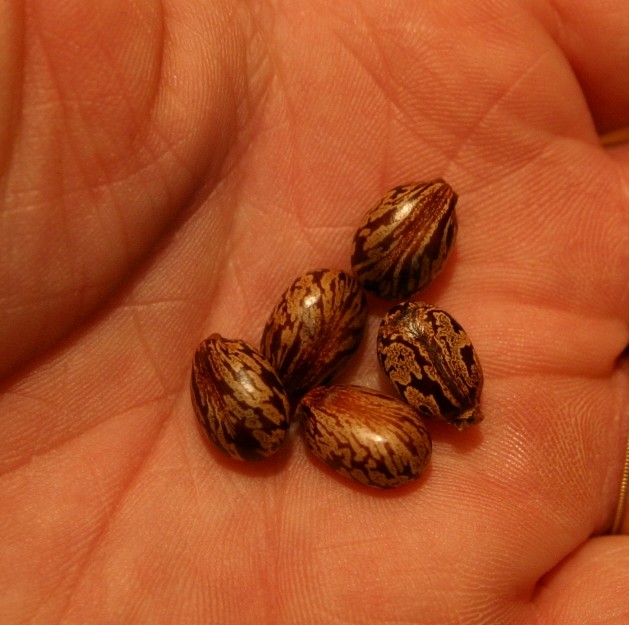 castor bean seed