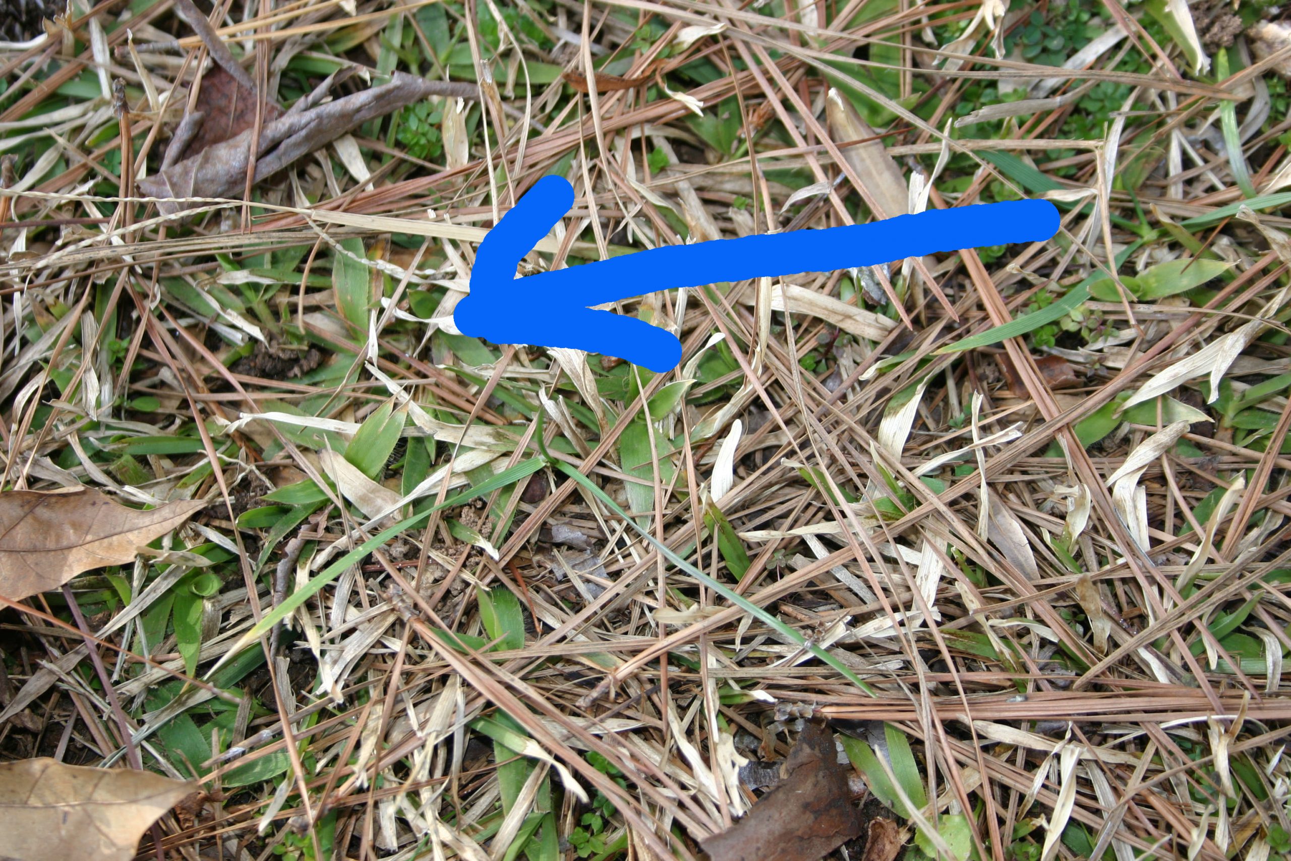 centipede not dormant blue arrow