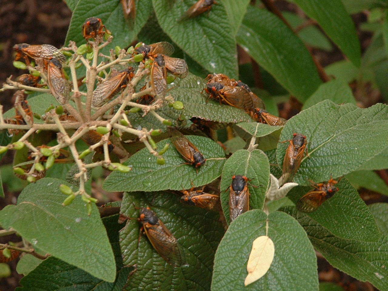 cicadas on tree