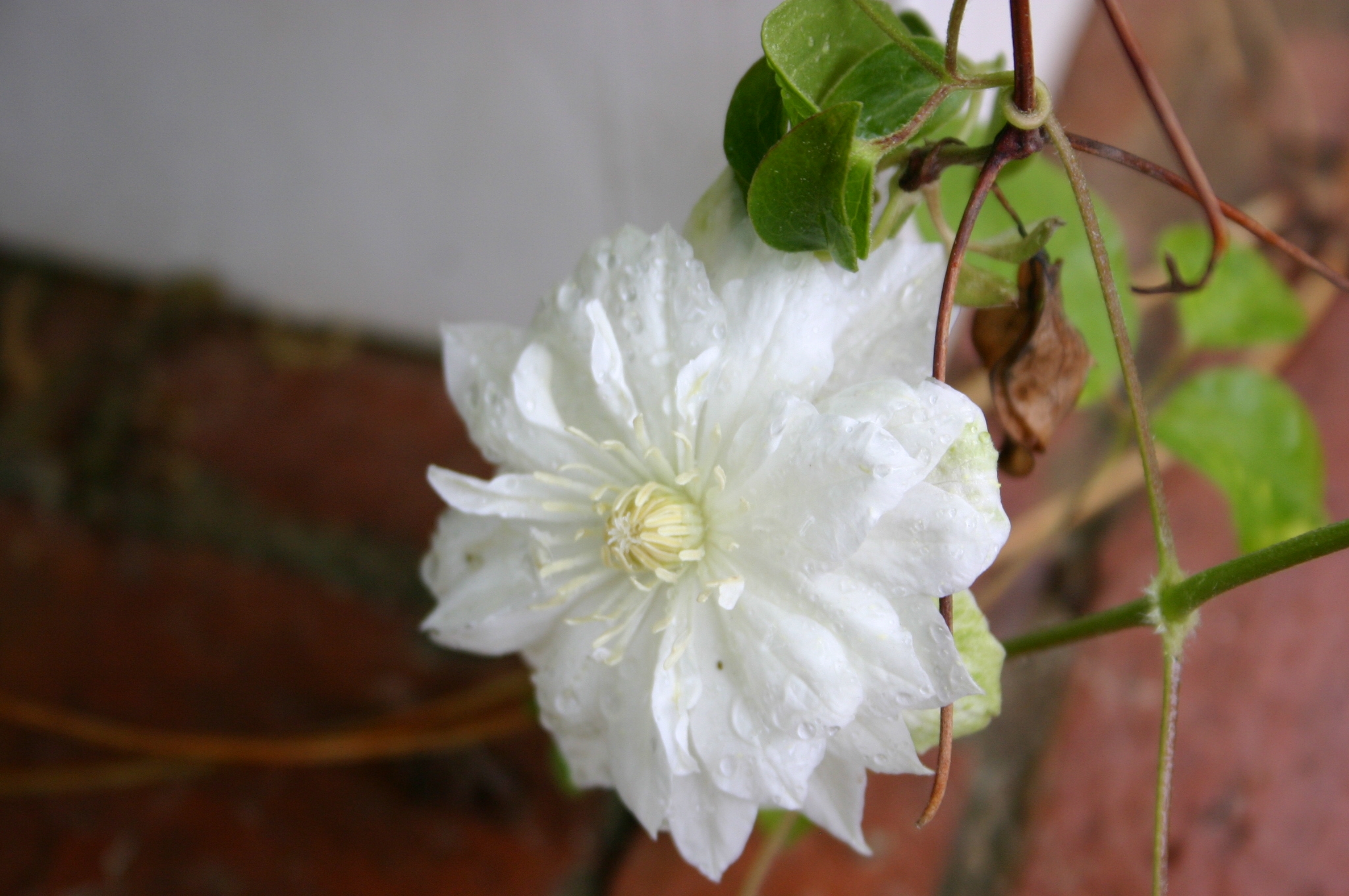 clematis double white