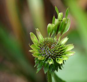 coneflowergreen Coneflower