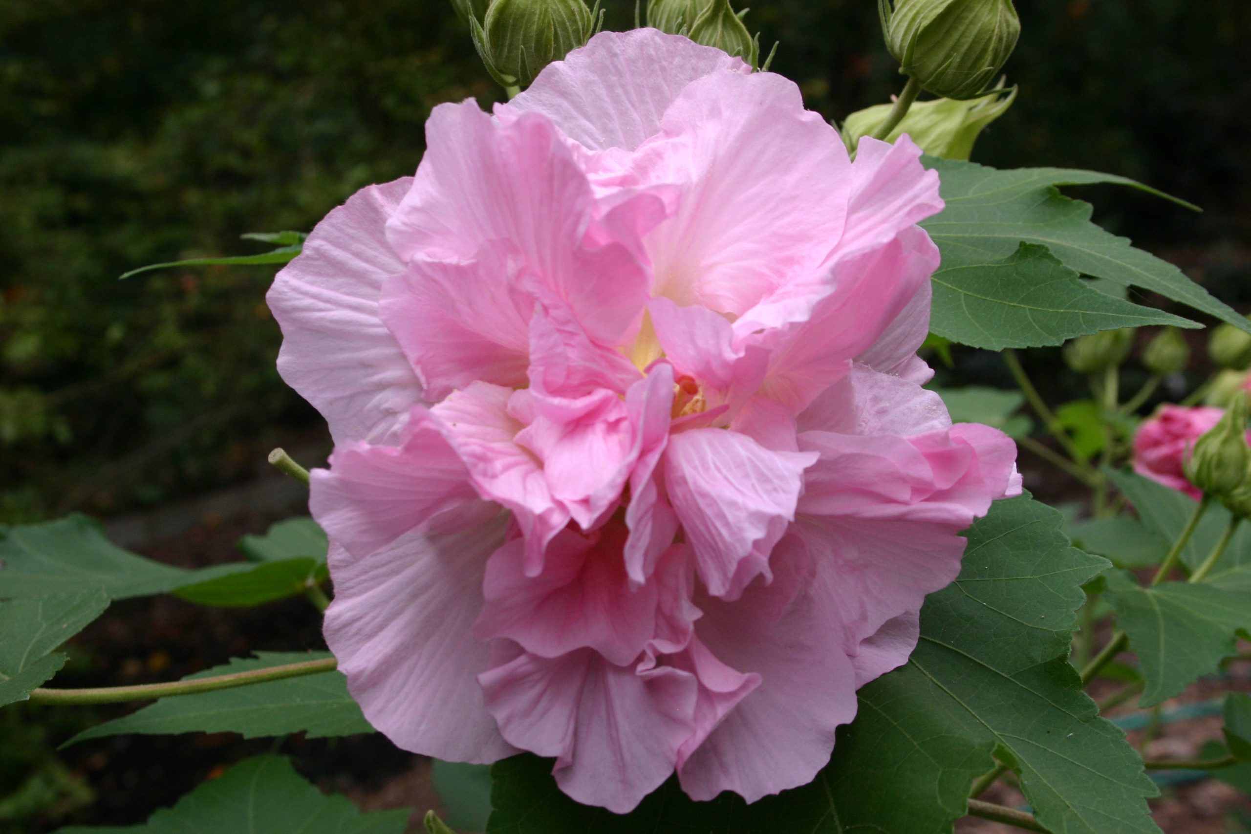 Confederate rose hibiscus