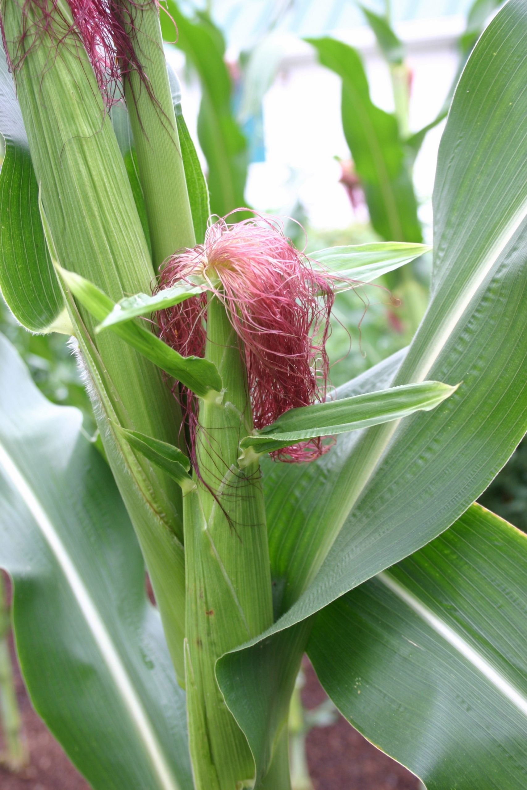 corn ear 2