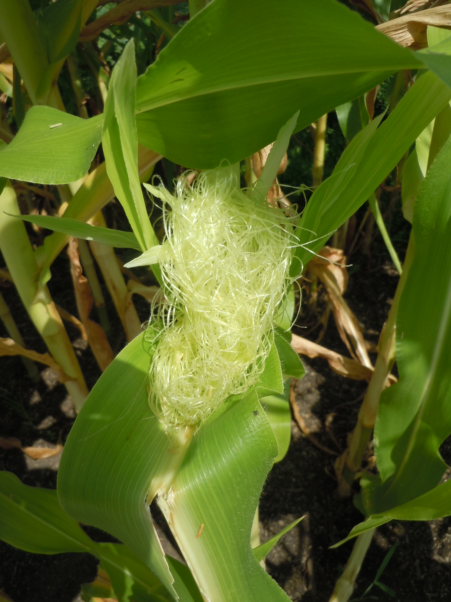 corn silk 1