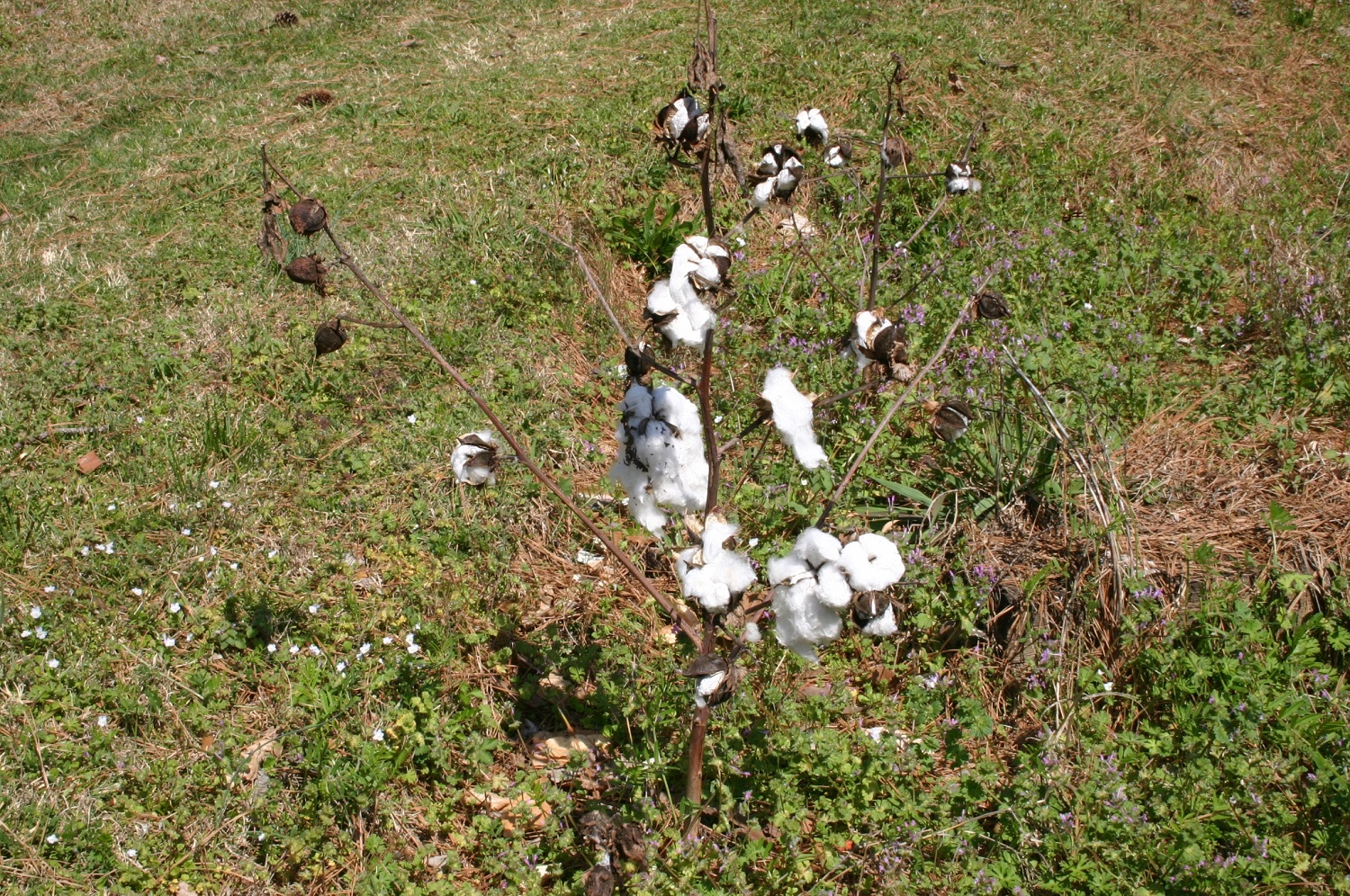 cotton in landscape