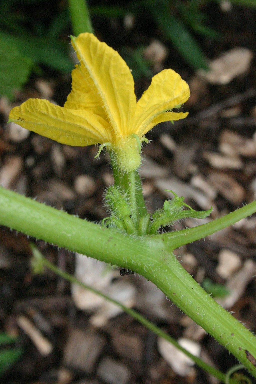 cucumber male flower