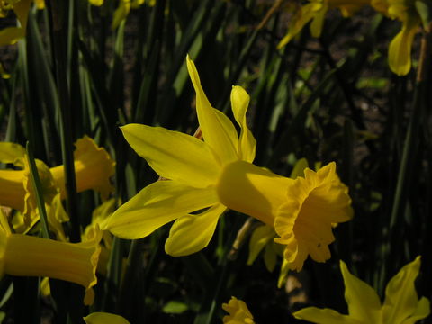 daffodil 1